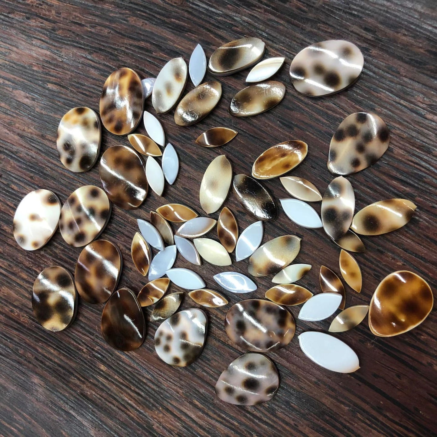 Tiger Shell DIY Jewelry Mosaic Accessories 5pcs