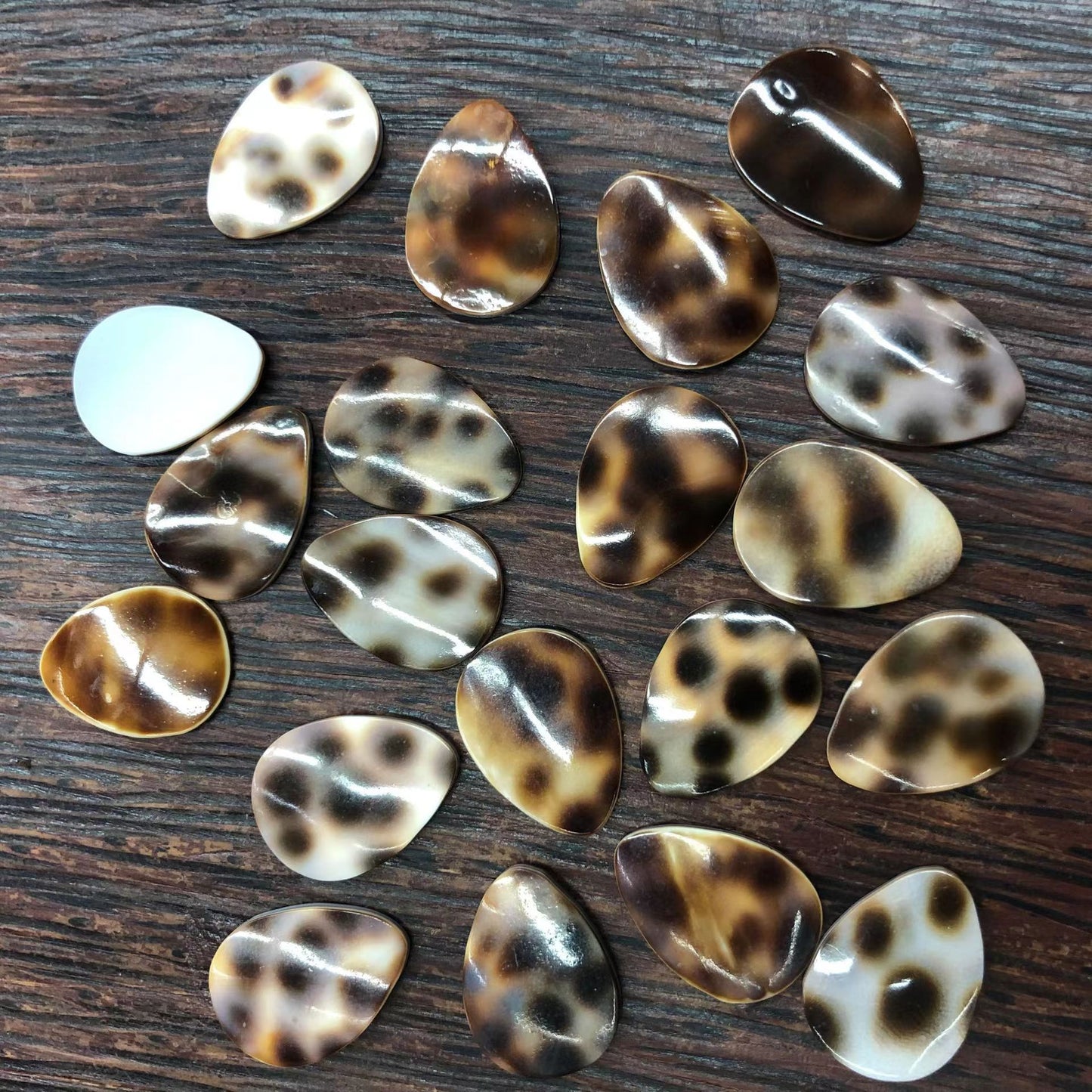 Tiger Shell DIY Jewelry Mosaic Accessories 5pcs